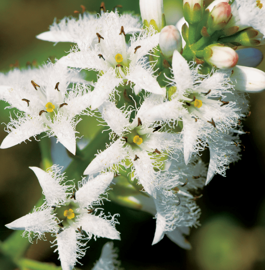 把《诗经》和现实中的植物对应起来,读出了不一样的味道_荇菜