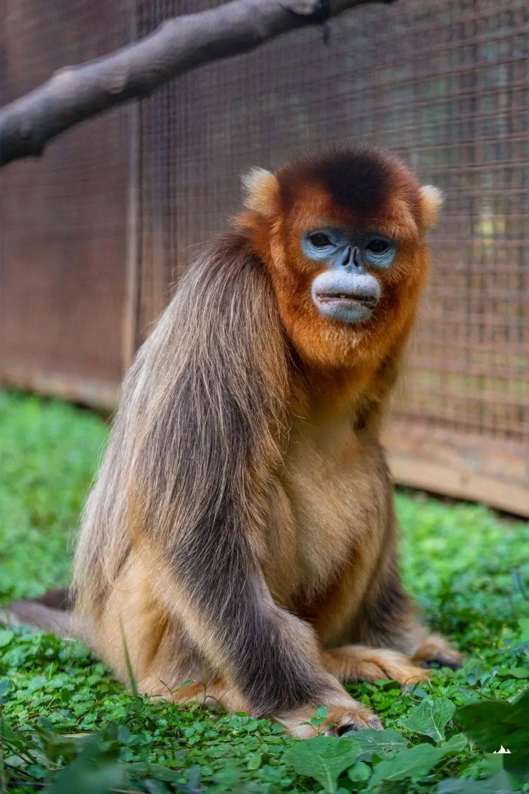 它在动物园成为了"百岁老人"