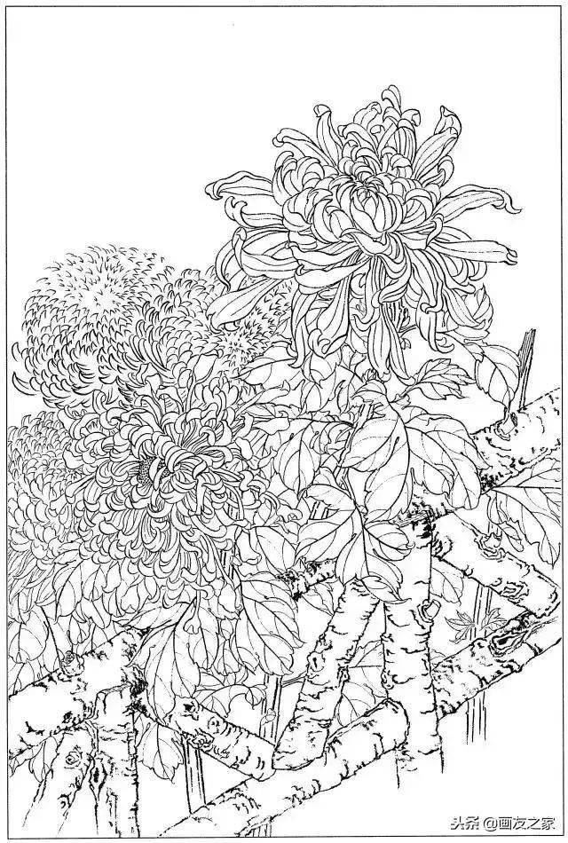 以下白描建议横屏观看本素材源自微信公众号:工笔写意视频教程