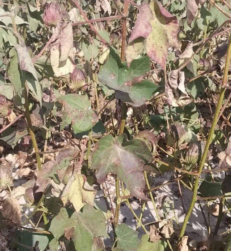 新疆棉花早衰发生因素及预防措施和管理技术