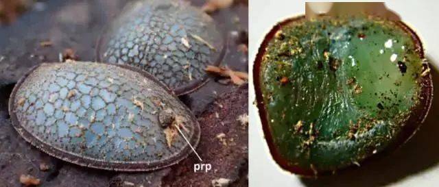 近200年前,科学家初见巢穴蚜蝇时,没有见着成虫,根据幼虫的形态来判断