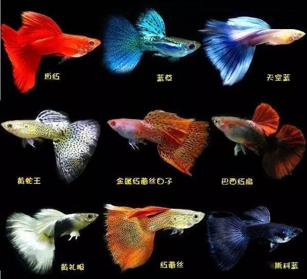 这个说法有些道理…_观赏鱼