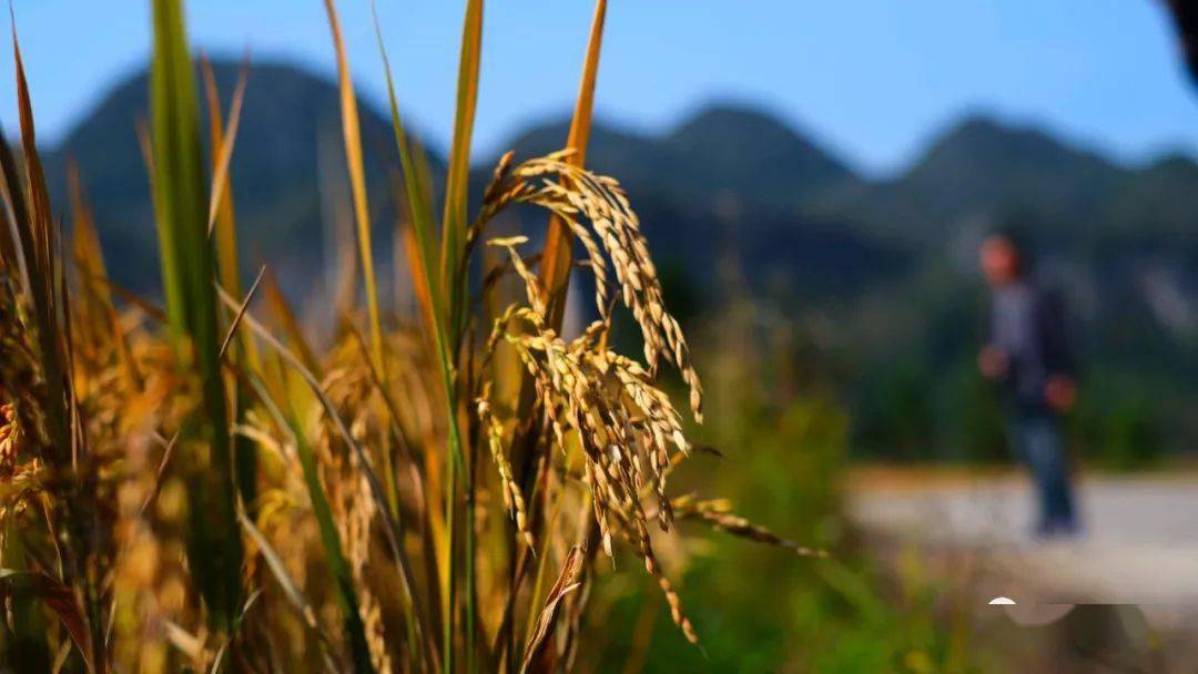 盘州发布红米稻田里的晚秋