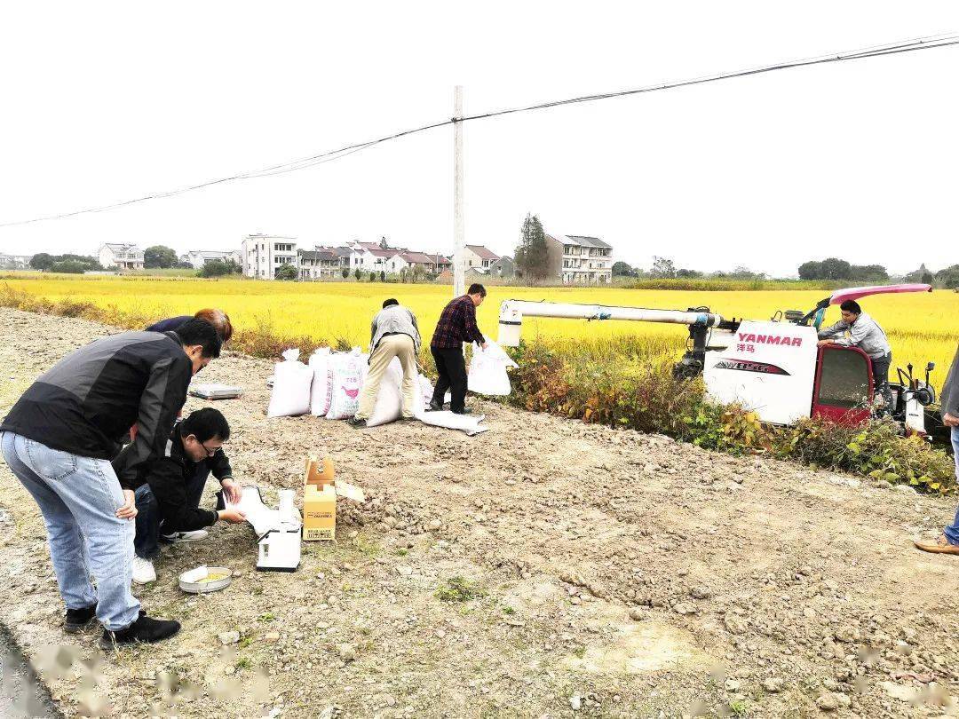 南浔区练市镇严家圩村的2020年浙江省水稻绿色高产高效创建千亩示范片