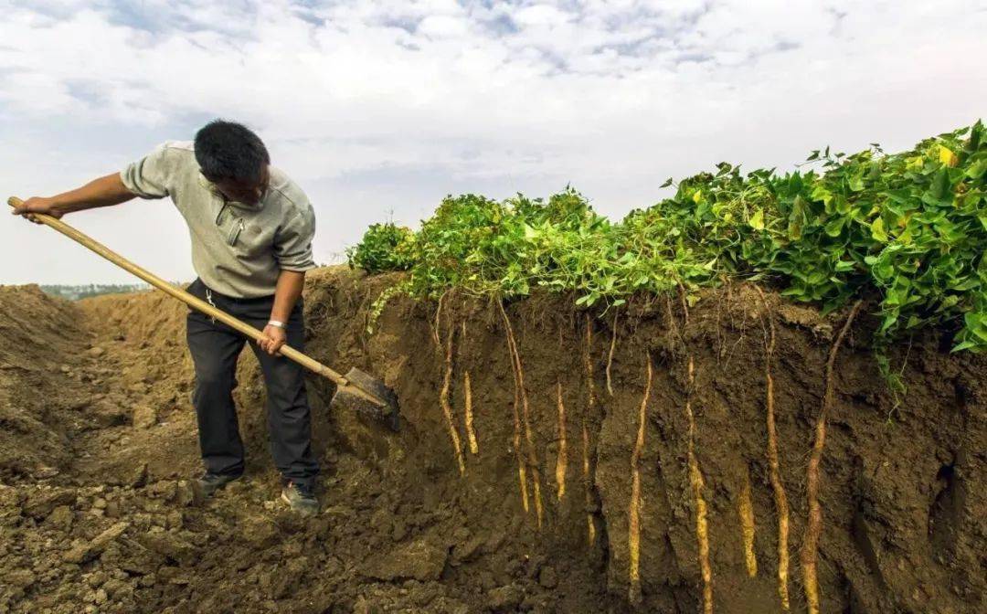 割山药秧,捡山药豆还可以拔去山药秧支撑的竹棍体验挖山药的乐趣我们