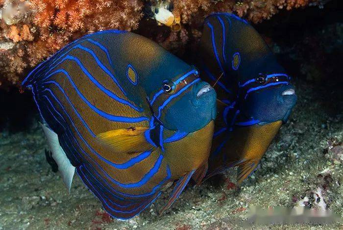 物种图册肩环刺盖鱼