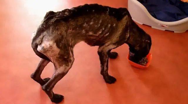 流浪狗面临死亡被好心人带回家几个月后这是同一只狗吗