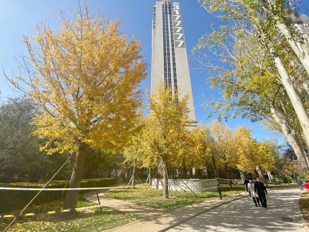 五一广场银杏树"安家"龙潭公园西南角太原五一广场银杏树有了新家!