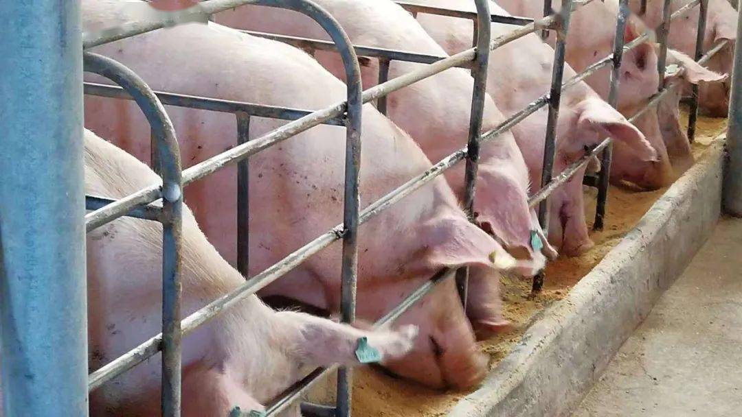 母猪奶水增加九秘诀