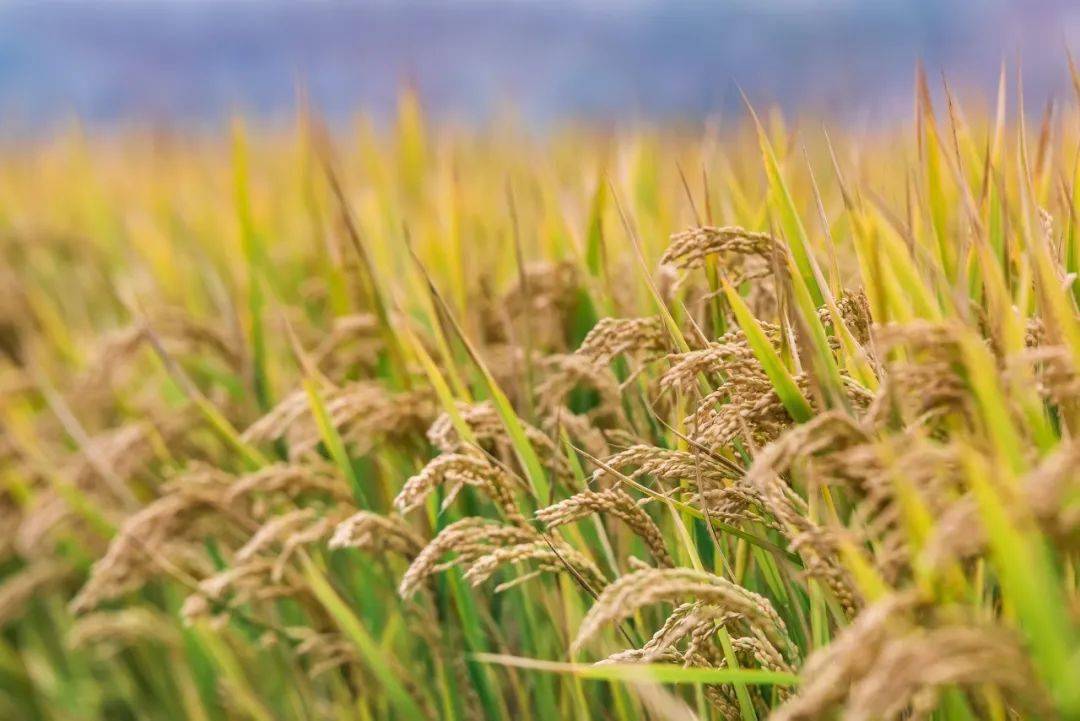 秋收时节稻谷香西来桥镇美如画一起来欣赏秋景丰收