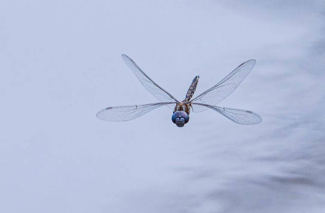 物种图册-蓝眼晏蜓