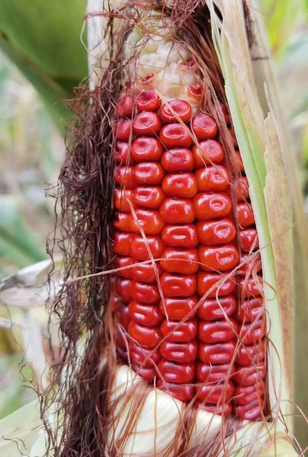 玉米红了?新奇又好吃!