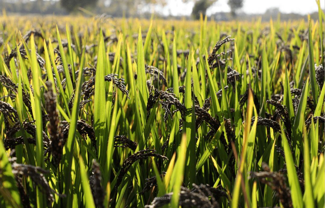 是春种秋收的馈赠金灿灿的 沉甸甸的风吹稻浪 满眼金黄近日,彩色水稻