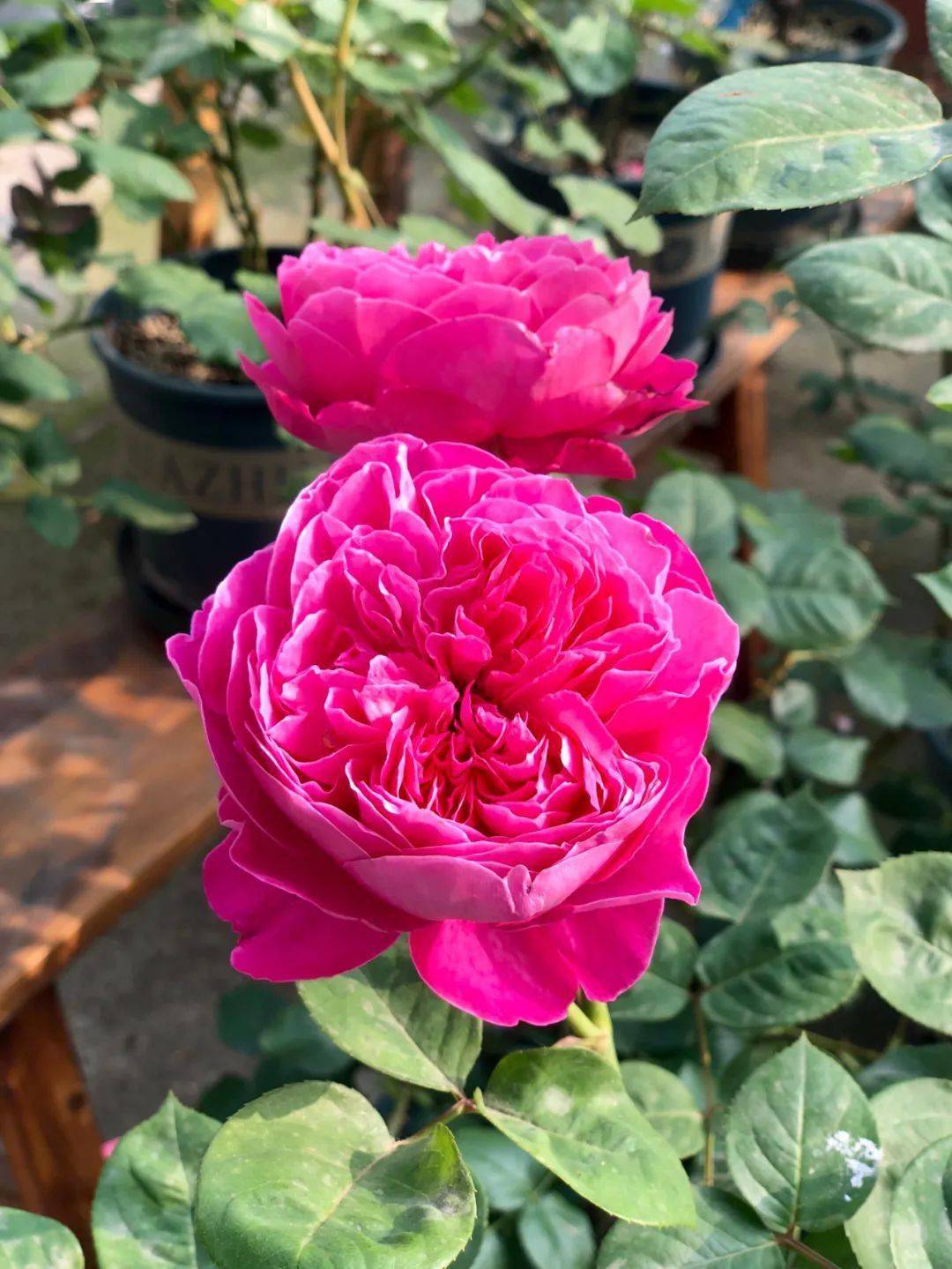 像一些比较冷门的品种——学院与特拉丰特,我的花园也有栽植~此刻的我