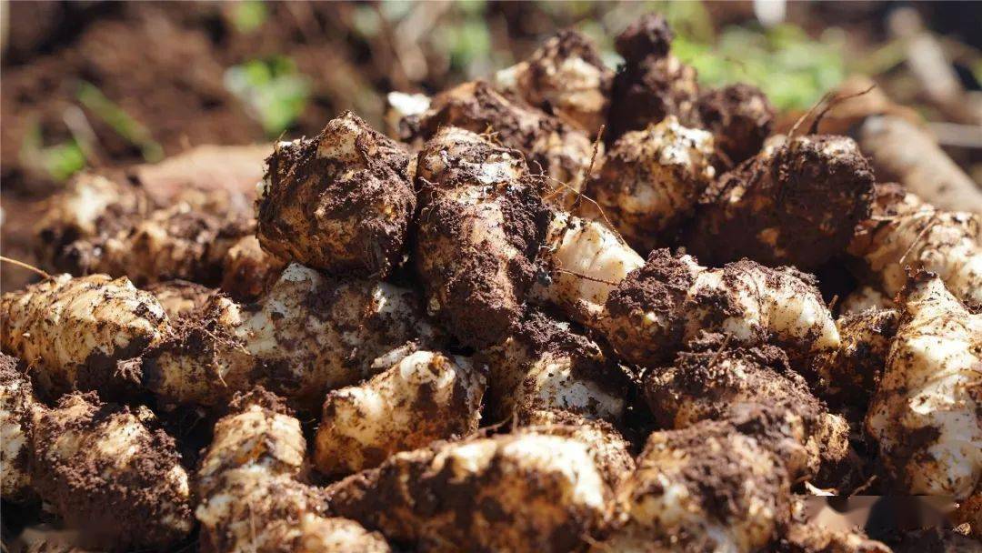 舍得洋姜产业今年预计产值320万