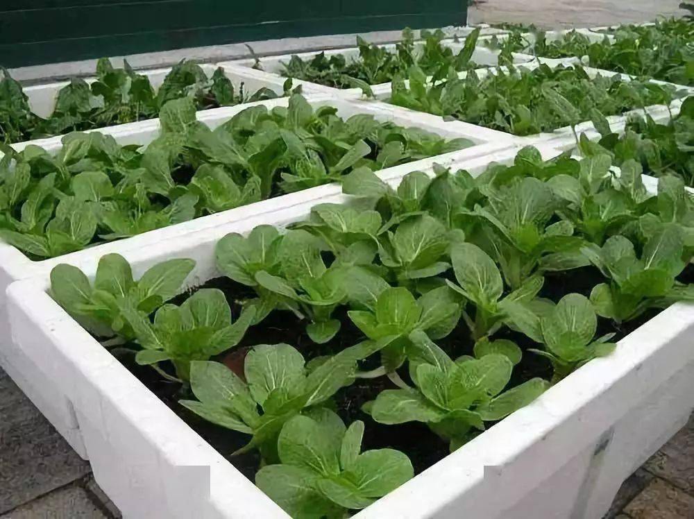 泡沫箱种菜,能吃 养眼 好养活!