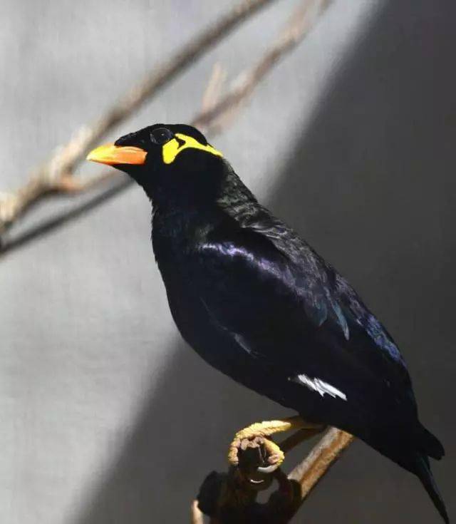 鹩哥拉稀怎么办不同症状的治疗方法