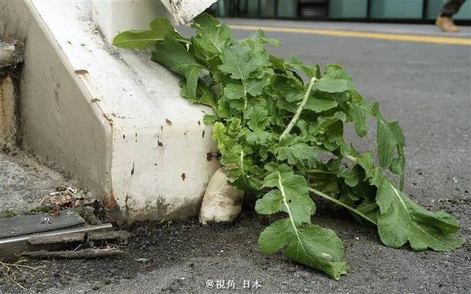 大阪站前出现超坚强的萝卜日本连日新增超千人北海道单日再创新高