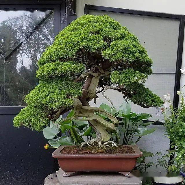 家里养了系鱼川真柏盆景的朋友必看