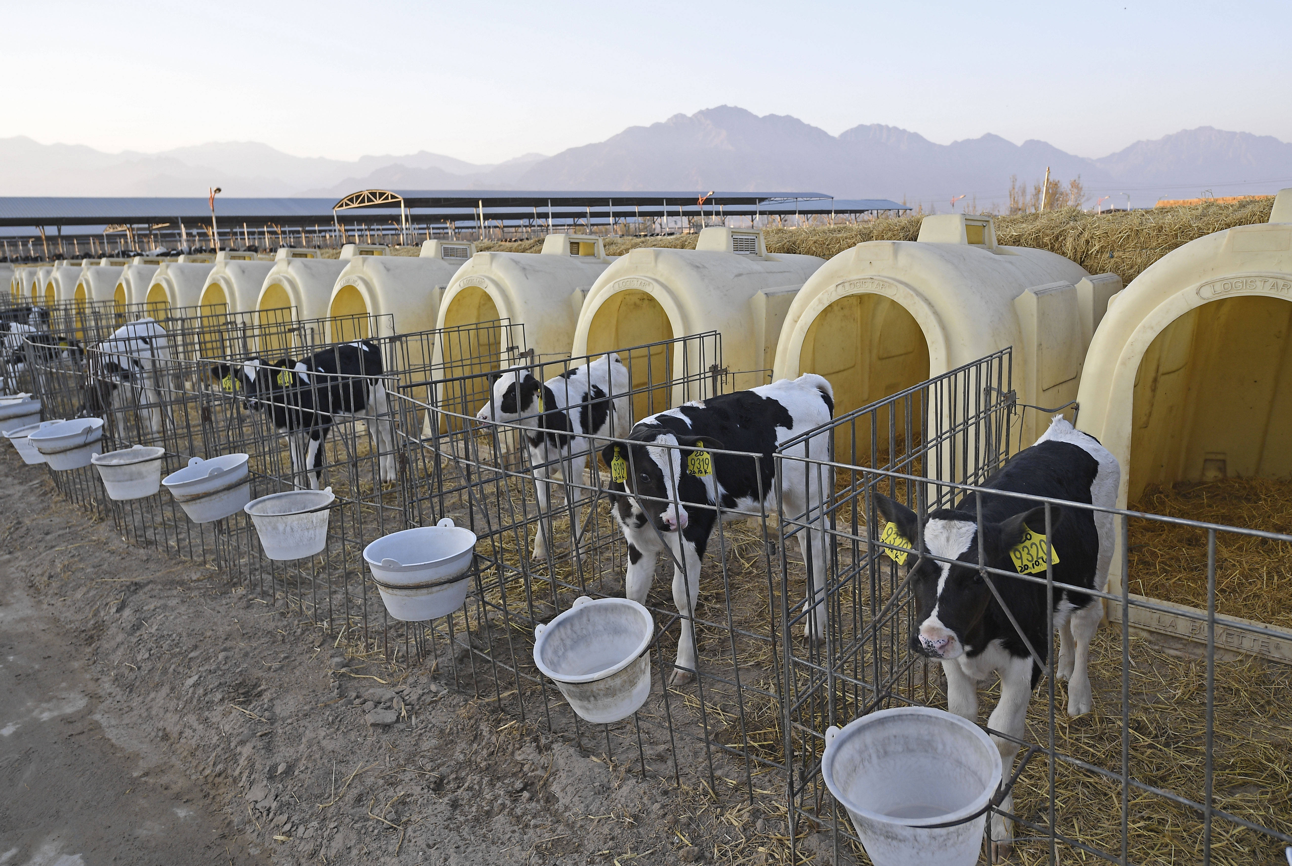 2020年11月9日 贺兰山下奶业兴 在宁夏农垦贺兰山奶业有限公司奶牛