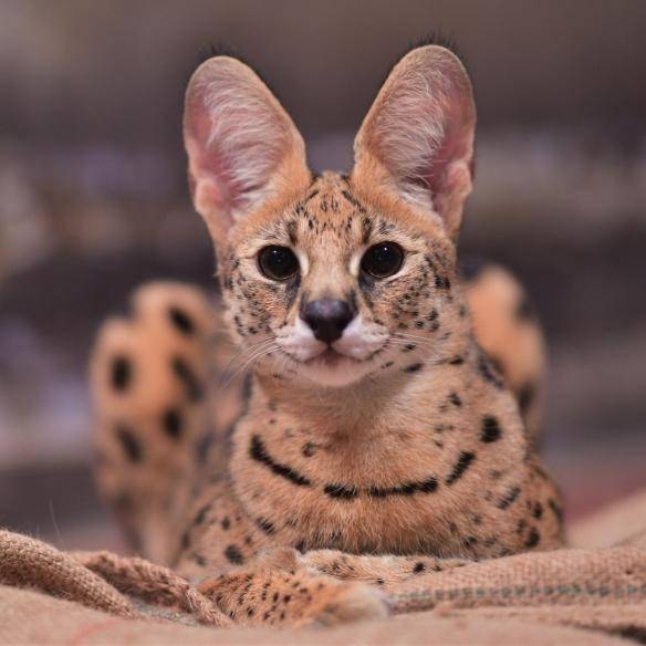 大叔和美少女并存的种族薮猫的年龄居然还影响外貌