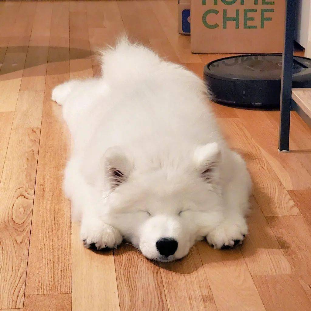 会飞机趴的小狗狗,简直就是萌上加萌啊!