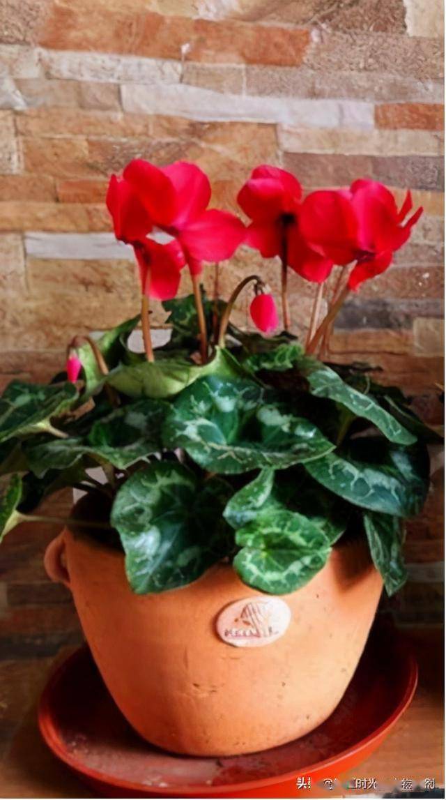 花期超长的仙客来管理好了呼呼开爆盆