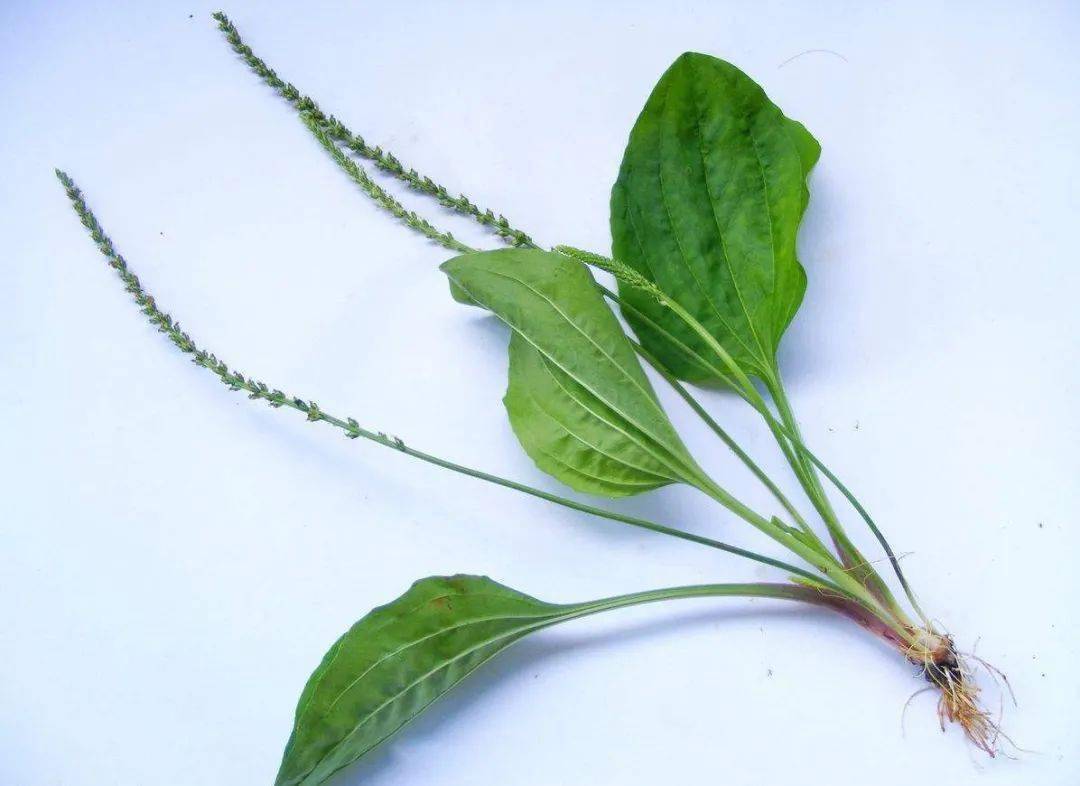 尿酸高不用慌,坚持每天吃它,帮助排出尿酸,痛风不来扰_土豆