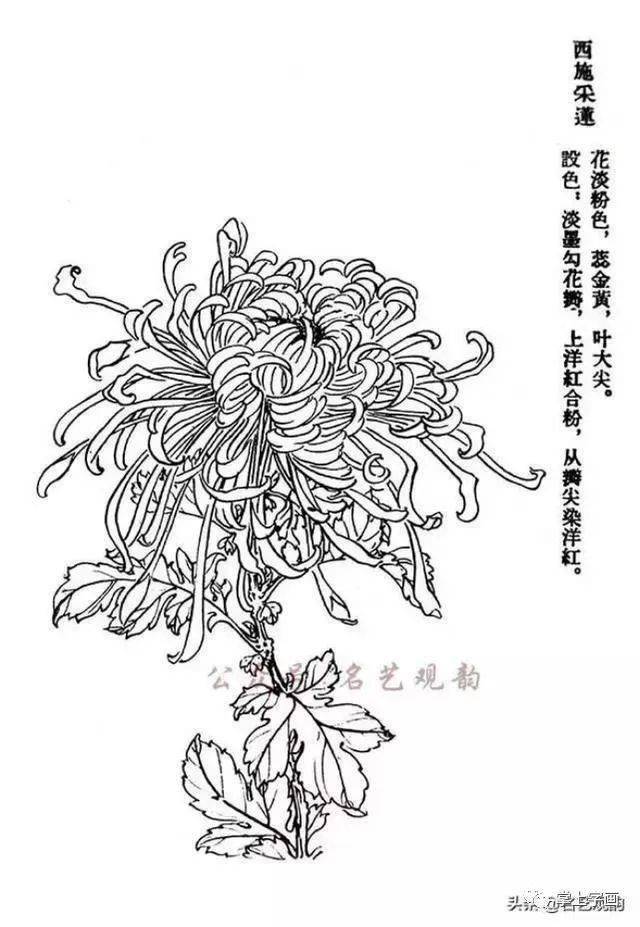 60种菊花工笔白描写生画法