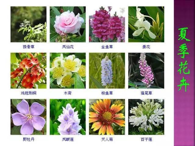 1332种超全常见花卉植物图谱你都认识吗