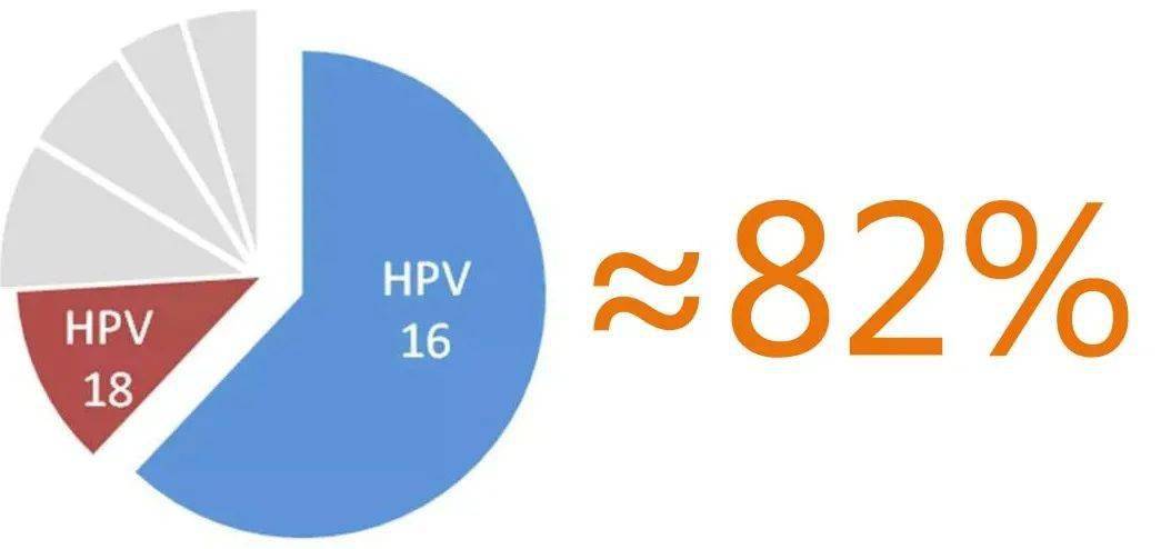 癌症相关的高危型hpv有13种,分别是:16,18,31,33,35,39,45,51,52,56