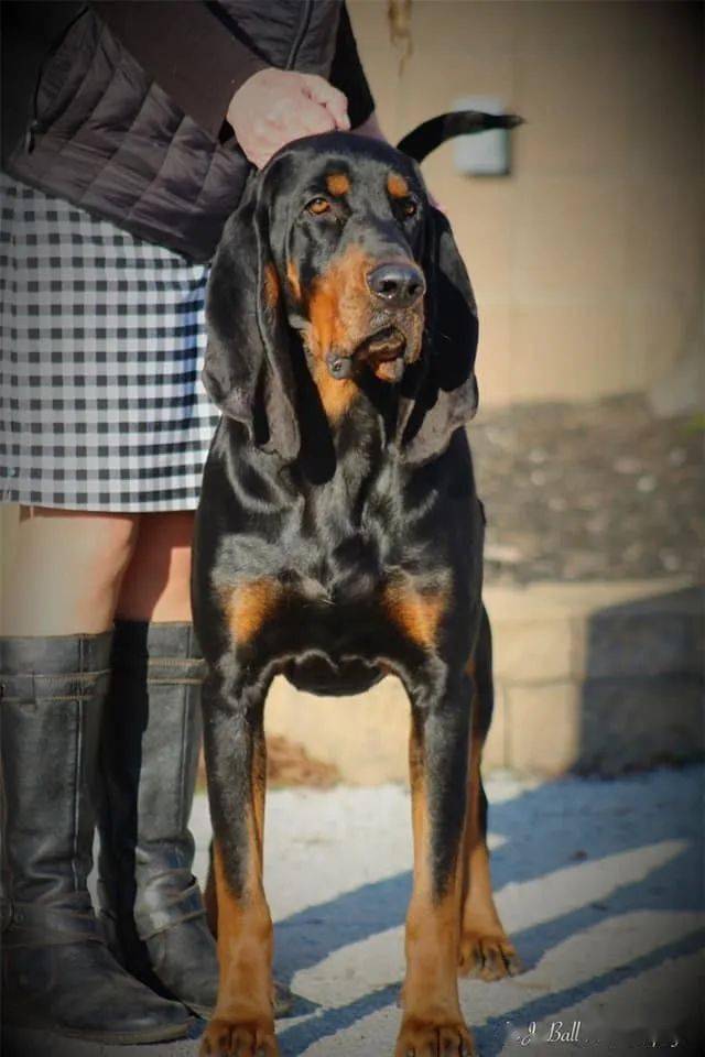 每日一王者elijah美国akc黑褐色猎浣熊犬新任排行一