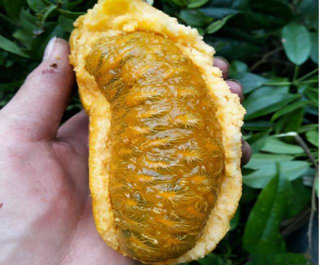 俗称"牛卵坨",农村满山都是,城里卖25元1斤,女孩子不敢吃