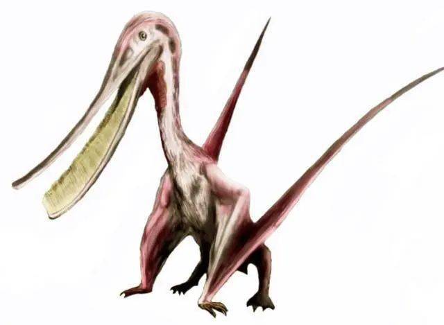 秀颌龙是最小的恐龙物种之一,是一种生活在1.