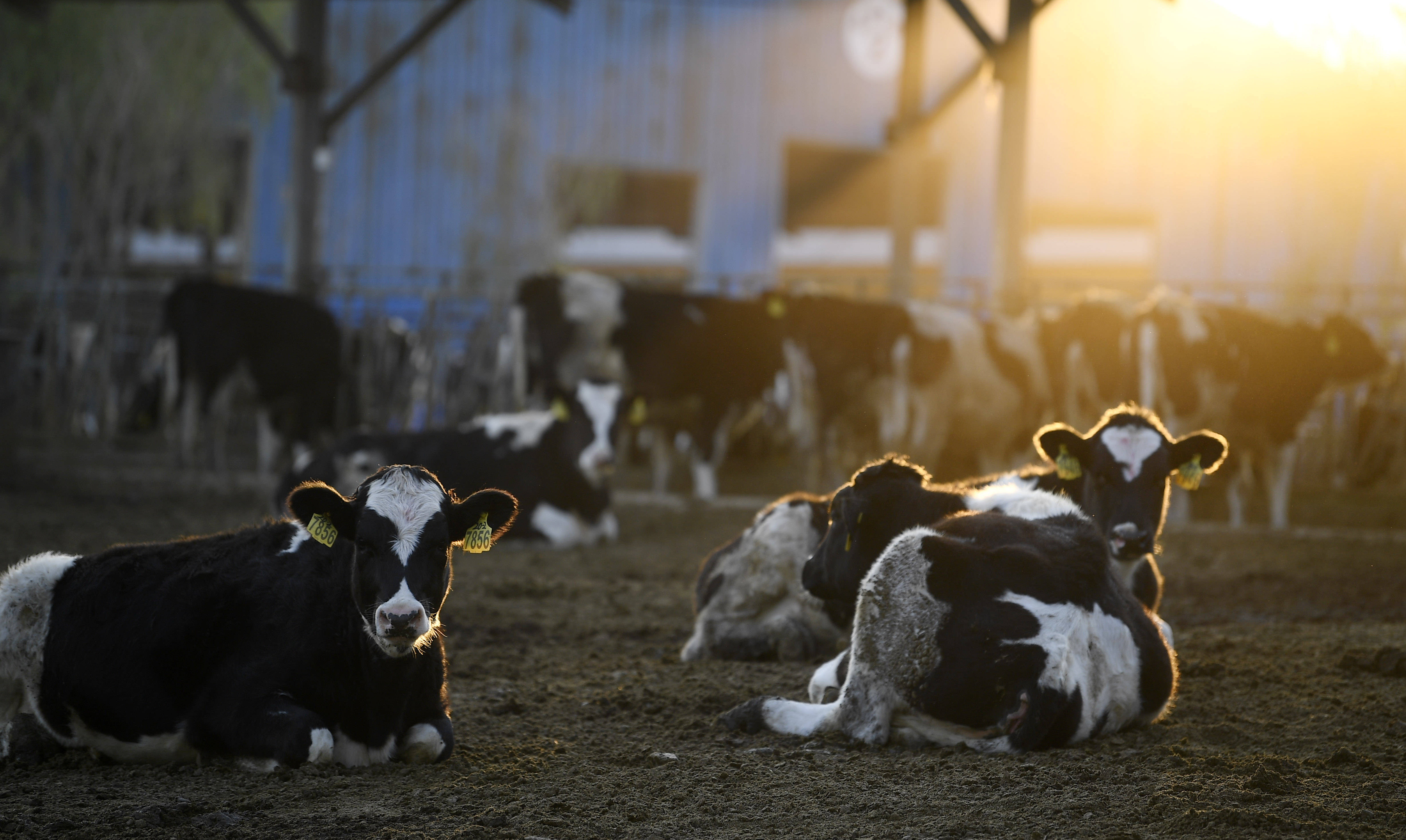 银川,2020年11月9日贺兰山下奶业兴在宁夏农垦贺兰山奶业有限公司奶牛