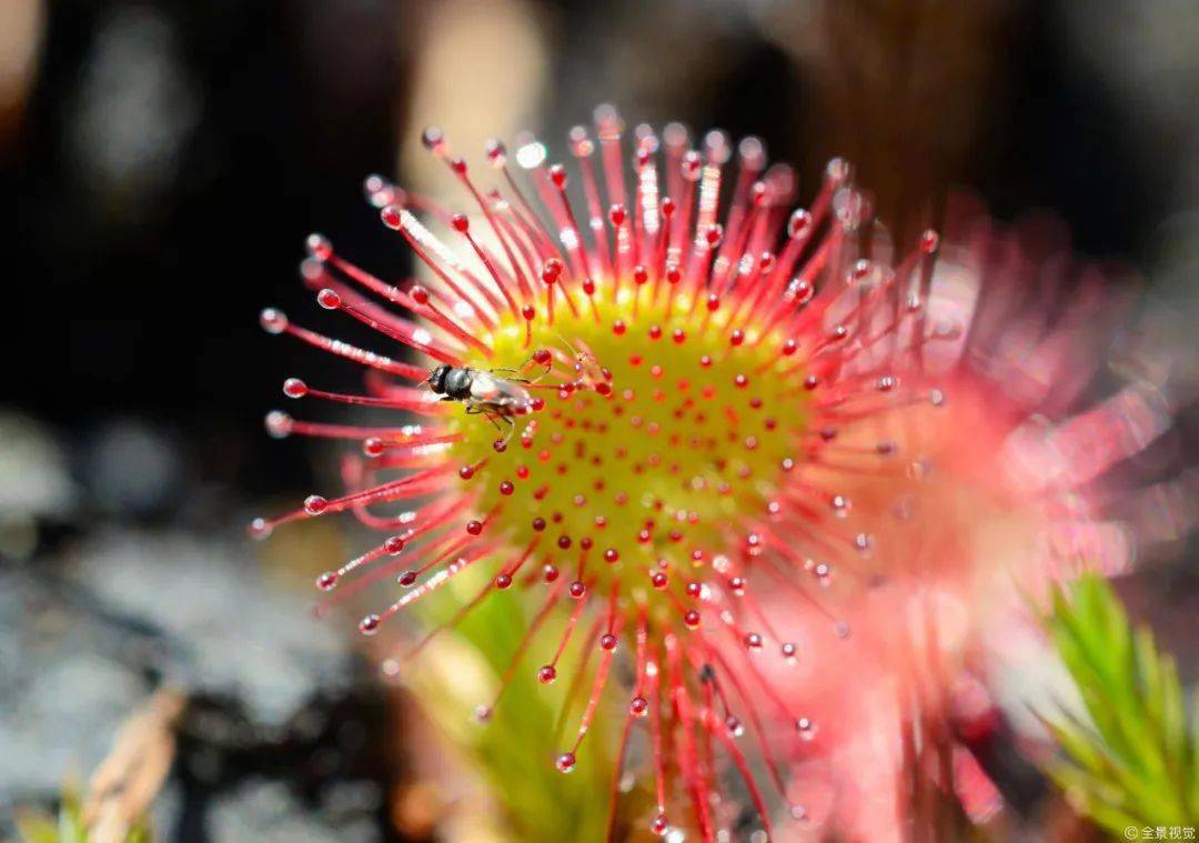 【全景视觉】一些奇奇怪怪的植物,奇怪的知识又增加了