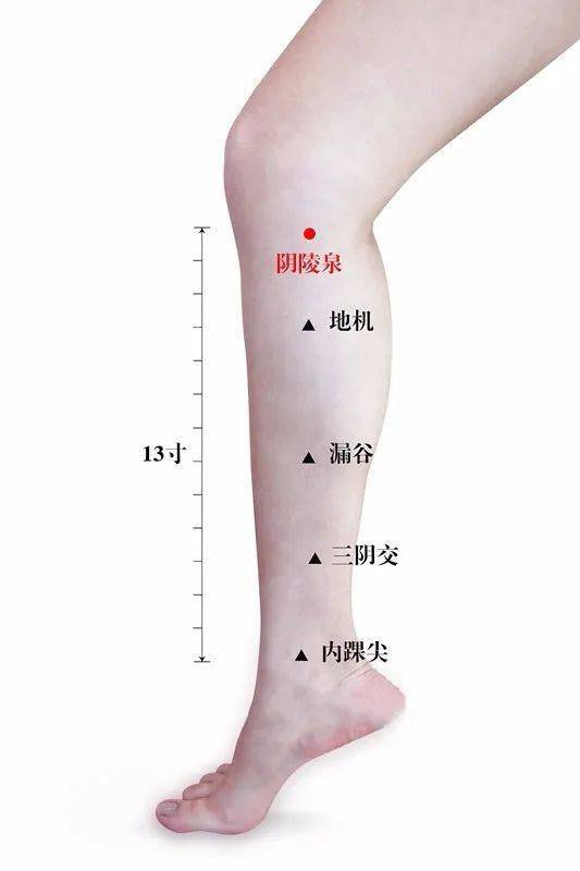 腿部的脾胃经络图图片