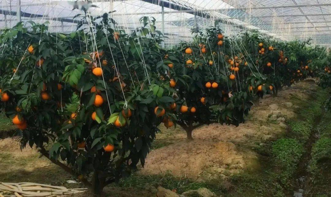 秋到柑橘所 无处不风景_种植