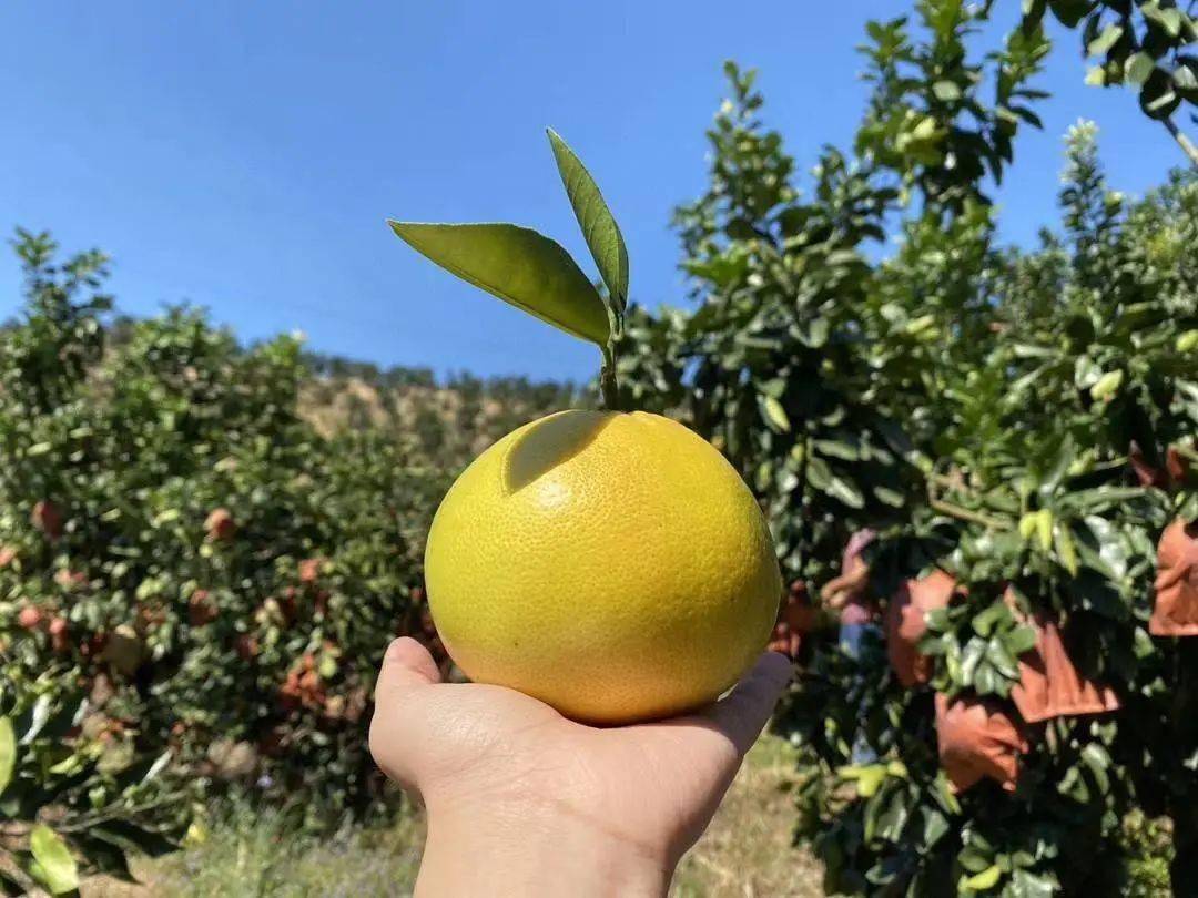 【京东快递】柚中爱媛台湾金葡萄柚4.