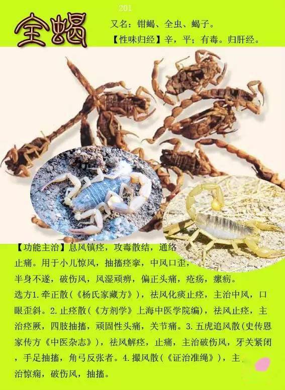 中药67种动物药名图片图片