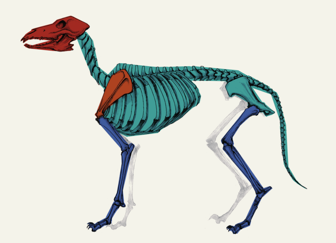 9种动物结构一目了然!