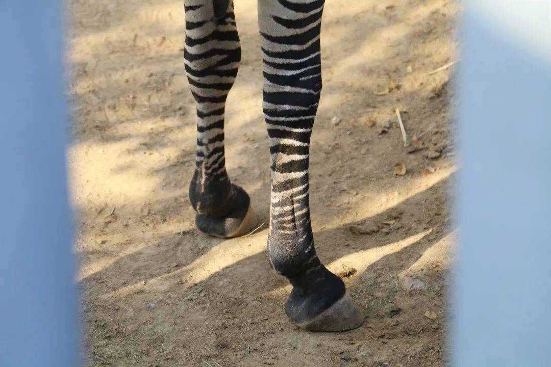 滑动查看照片答案斑马,蹄行动物,马蹄外层有厚厚的角质,就像人的指甲