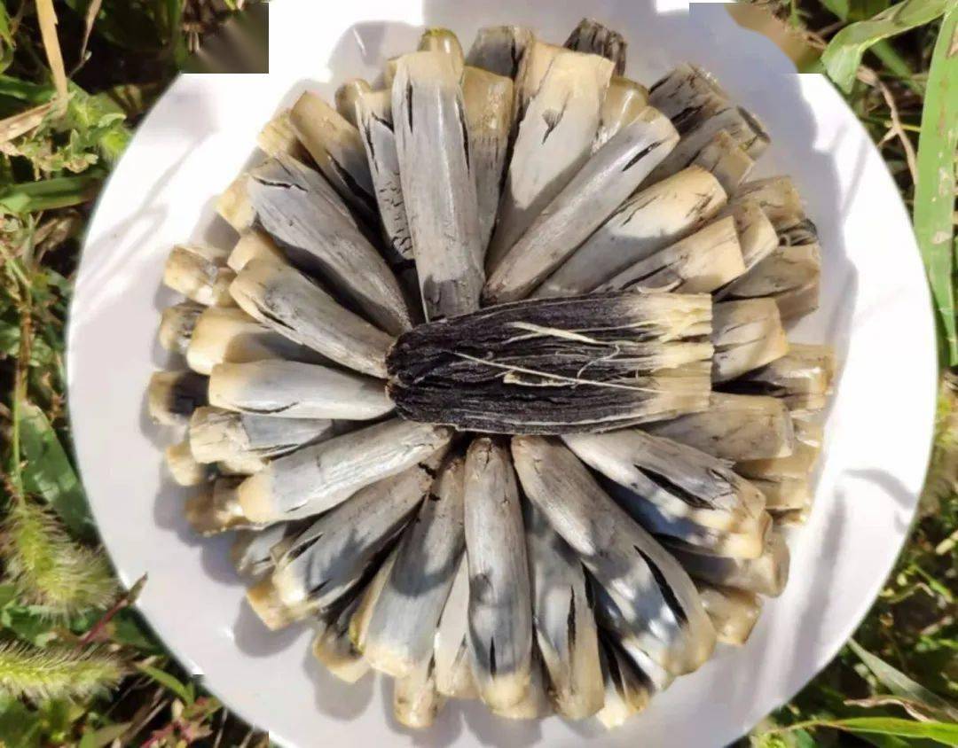 科普这算什么菜烂成这样还能吃据说很美味有潜力