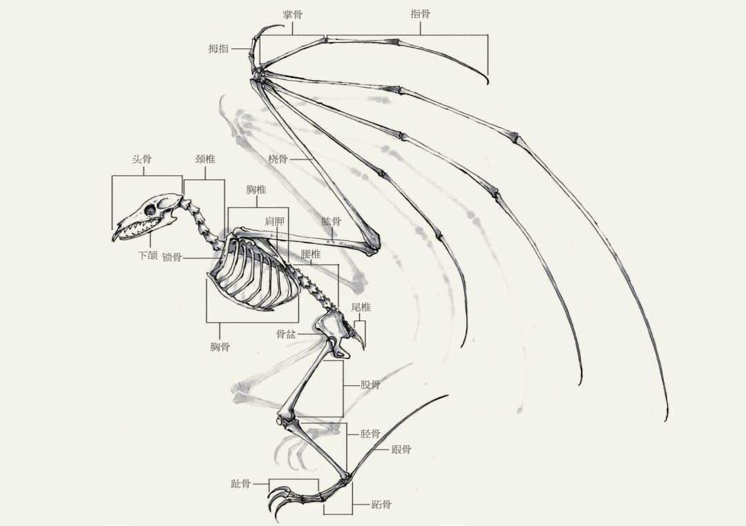 蝙蝠的头部骨骼比较长因为需要挥动翅膀,胸骨和上肢(翅膀)比较发达
