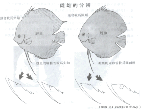 七彩神仙鱼公母区分图图片