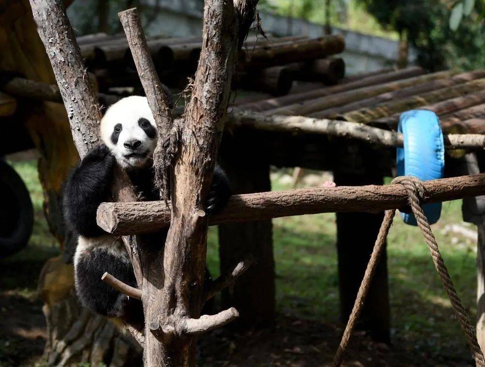 秦岭大熊猫繁育基地图片