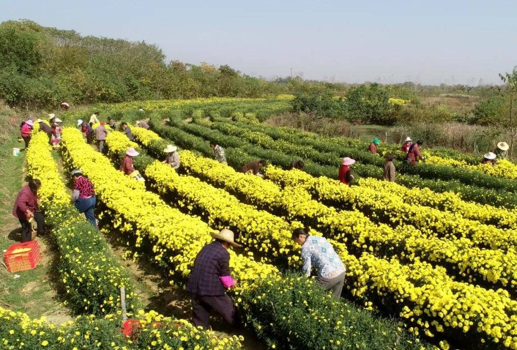 巢湖市庙岗乡:菊花拓宽增收路