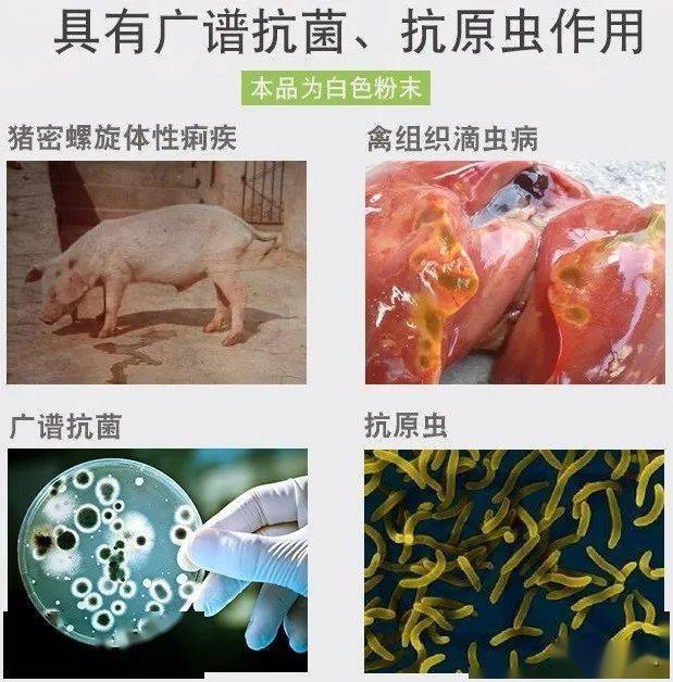 2,禽弧菌性肝炎,火雞組織滴蟲病,禽毛滴蟲病,輸卵管炎等,對球蟲也有