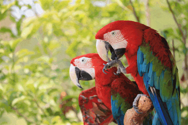 干了南通森林野生动物园特价99元的门票!