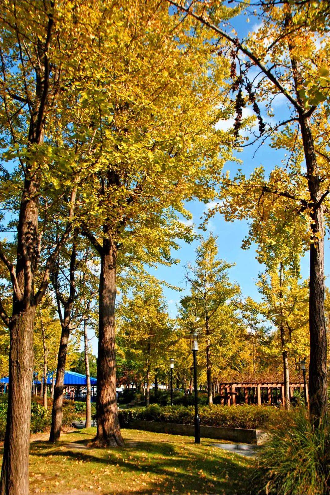 秋色满园,一起来黄兴公园赏秋吧